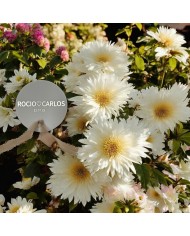 PORTA ALIANZA CON CINTA DE GASA